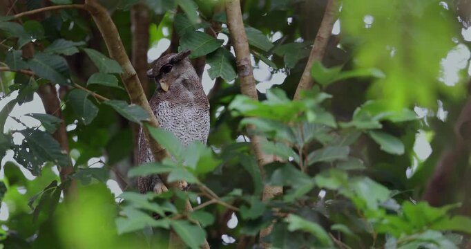 Majestic Barred Eagle-Owl perched on a mossy tree branch in Borneo&rsquo;s tropical rainforest