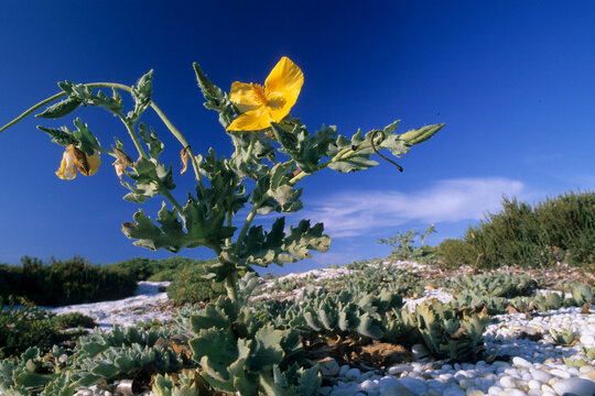 a yellow horned poppy (Glaucium flavum), a coastal plant belonging to the poppy family (Papaveraceae) Papavero cornuto (Glaucium flavum). Stintino, Saline, Sardegna, Italia