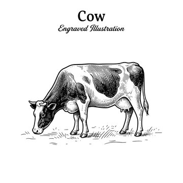 Engraved illustration of a cow in black and white line art
