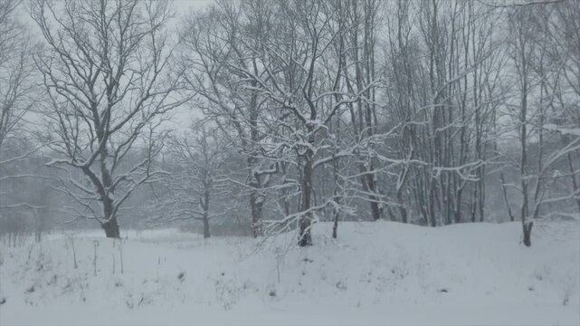 Panning shot of snowy winter forest