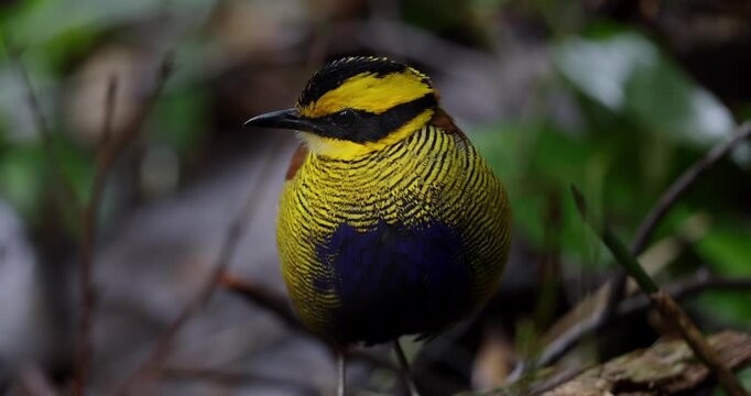 Bornean Banded Pitta (Hydrornis schwaneri) in tropical rainforest of Borneo
