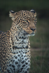 Fototapeta premium portrait of a leopard