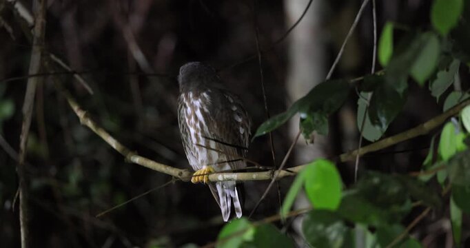 Night wildlife close-up portrait of a Brown Boobook perched on a mossy tree branch in a tropical rainforest