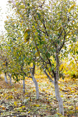 Row of young fruit trees with whitewashed trunks in autumn farm orchard © Denis