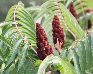 Obraz premium Staghorn sumac (Rhus typhina), an ornamental plant of the pistachio family, grows in the wild.
