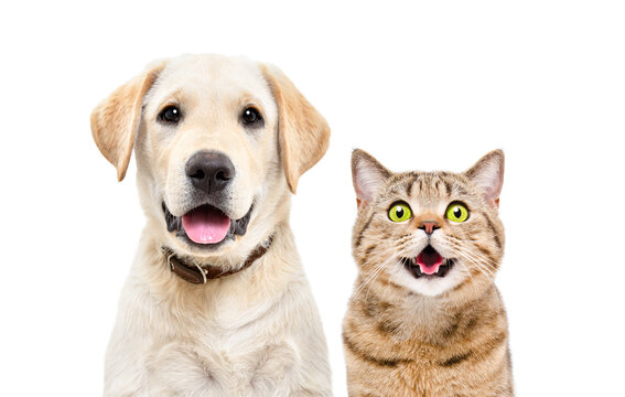 Portrait of a cute Labrador puppy and a Scottish Straight cat, closeup, isolated on a white background