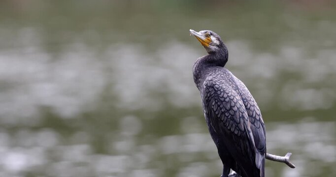 Footage of great cormorant perched on a wooden branch beside calm green water