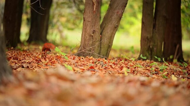 Small red squirrel in a wide autumn forest scene with colorful fallen leaves and natural copy space, cinematic 4K.