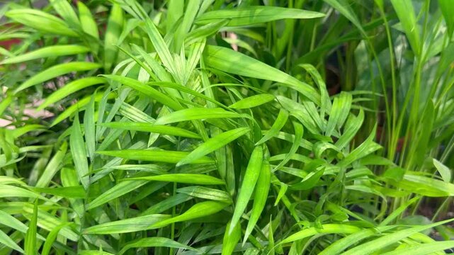 Lush green parlor palm chamaedorea elegans plant with narrow leaves. Beautiful tropical background, fresh exotic foliage, botanical garden summer decoration.