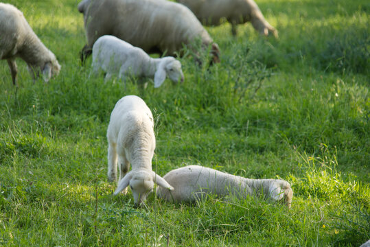 A lamb enjoys the fresh grass; its sibling dozes wearily.