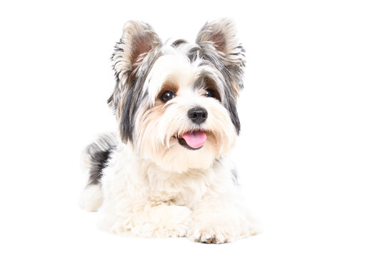 Beautiful Biewer Yorkshire Terrier dog lying isolated on a white background