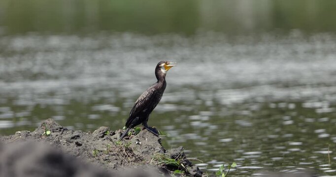 Footage of great cormorant perched on a wooden branch beside calm green water