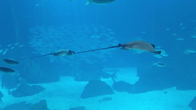 Rays and fishes swimming in the large tank