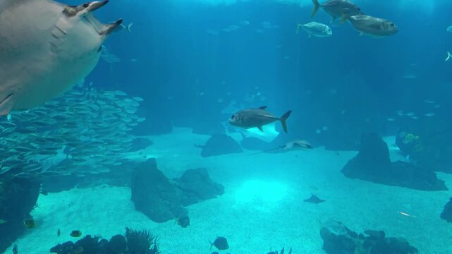 Rays and fishes swimming in the large tank