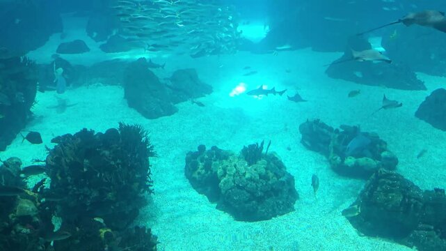 Rays and fishes swimming in the large tank
