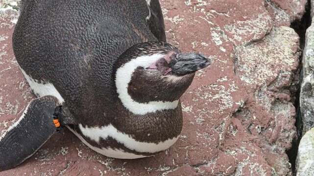Penguin resting on the ground