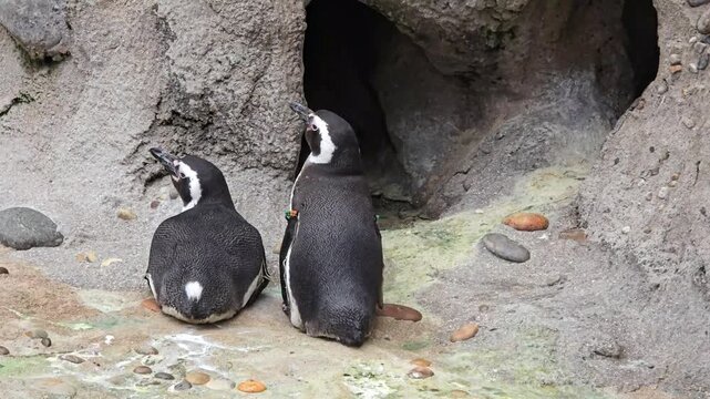 Group of penguins walking around