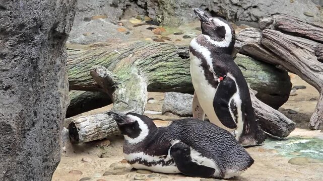 Group of penguins walking around