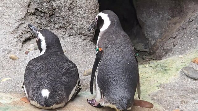 Group of penguins walking around