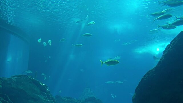 Rays, sharks and fishes swimming in the large tank