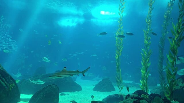 Rays, sharks and fishes swimming in the large tank