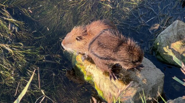 two nutrias grooming paws and resting on a mossy stone surrounded by clear water and aquatic vegetation in natural habitat.