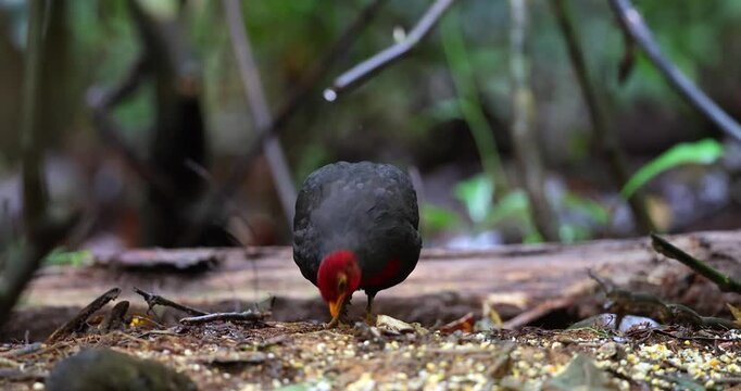 Nature wildlife bird of crimson-headed partridge on deep jungle rainforest, It is endemic to the island of Borneo