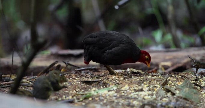 Nature wildlife bird of crimson-headed partridge on deep jungle rainforest, It is endemic to the island of Borneo