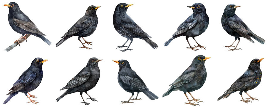 Different poses of watercolor common blackbirds against a black background