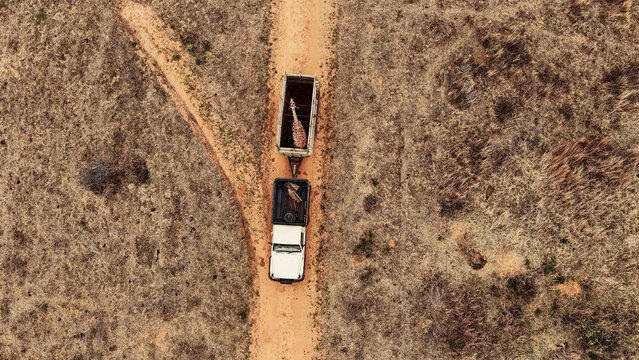 Aerial view of a giraffe being transported in a trailer pulled by a white vehicle along a dirt road through the dry savanna landscape in Thabazimbi, Limpopo, South Africa.