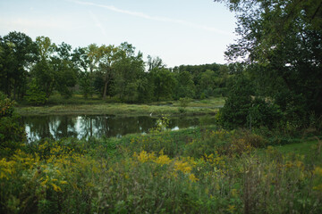 A peaceful pond is surrounded by native prairie plants, wildflowers, and mature trees at McDowell Grove Forest Preserve in Naperville, Illinois. This image highlights the natural wetlands, green lands © Yuliya