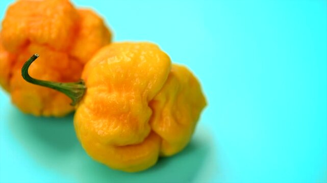 Yellow Trinidad Moruga Scorpion Pepper Chili on blue background, closeup. One of the hottest peppers in the world, heat level 1,200,000 to 2,000,000 Scoville Heat Units (SHU). Slow motion. 