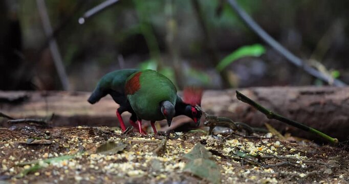 Crested Partridge Rollulus rouloul foraging on the forest floor. Native to Southeast Asia, it is noted for its red crest, iridescent plumage, and role as a seed disperser