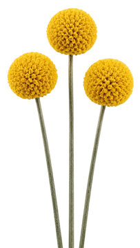 Yellow billy button flowers