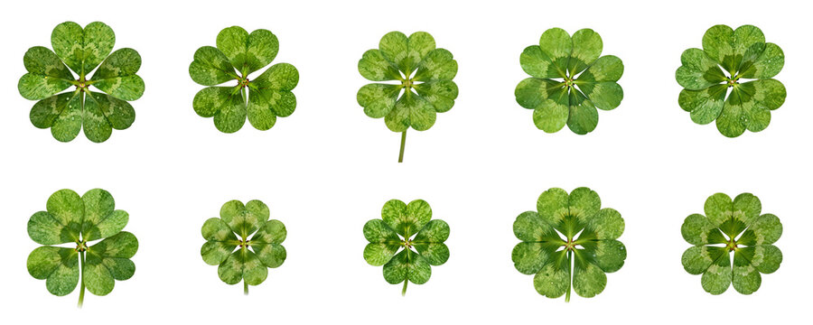 Four leaf clovers arranged in a symmetrical pattern against a black background