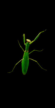 Green Praying Mantis with Raised Front Legs on Black Background