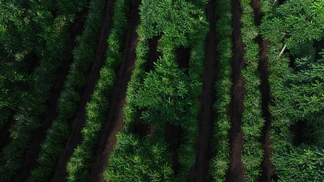Aerial view of agroforestry coffee plantation intercropped with cedar trees