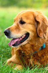 Obraz premium Golden Retriever Dog Relaxing in Green Field