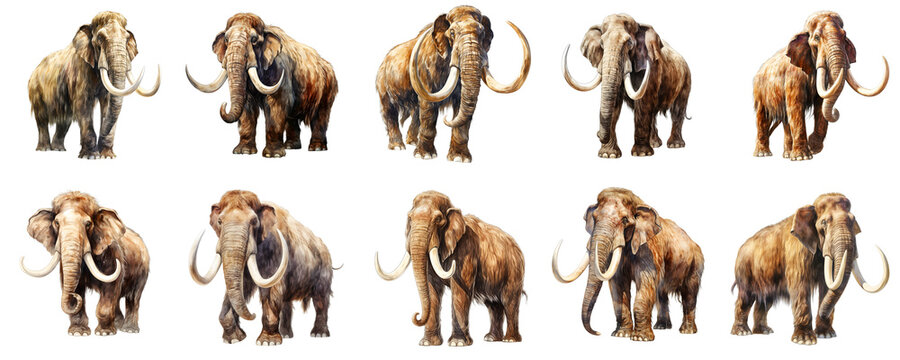 Various woolly mammoth poses on a black background create a prehistoric collage