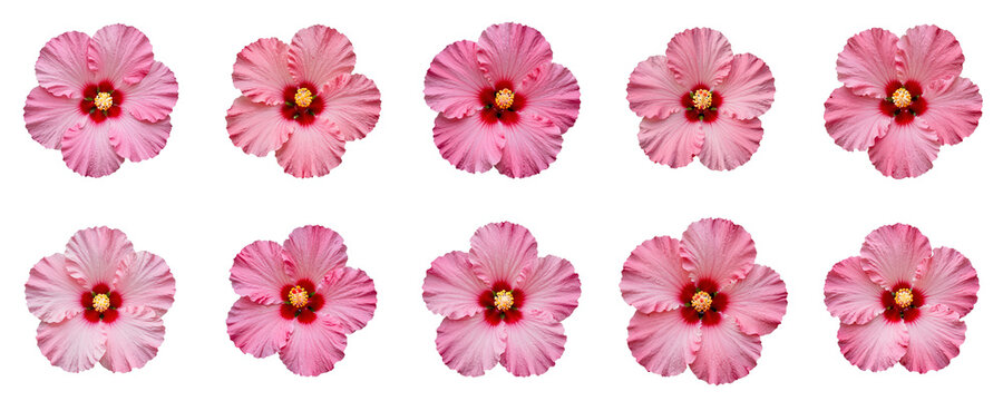 Seamless pattern of pink hibiscus flowers on dark background adds tropical flair