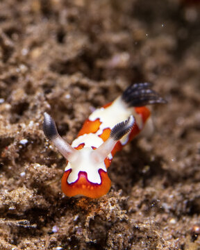 Faithful sea slug, Goniobranchus fidelis, in Tufi fjords, Papua New Guinea