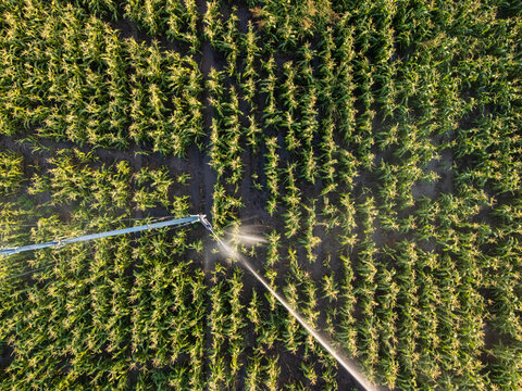 Aerial view of pivot irrigation on maize fields near Solt, Hungary in summer
