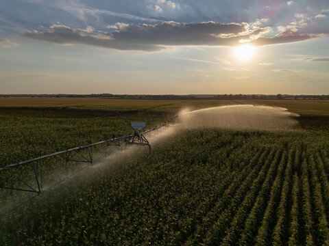 Aerial view of pivot irrigation on corn fields at sunset in Hungary farmland