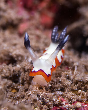 Faithful sea slug, Goniobranchus fidelis, in Tufi fjords, Papua New Guinea