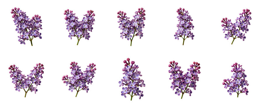 Seamless pattern of lilac flowers on a black background for textile or wrapping paper