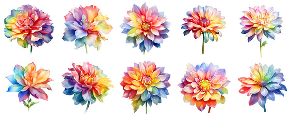 Obraz premium Elegant watercolor dahlia blossoms with colorful petals arranged against a dark backdrop