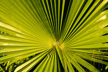 Close-up of a vibrant green fan palm leaf illuminated by sunlight © Vivid Moments