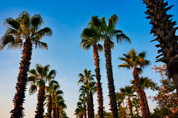 Row of tall palm trees illuminated by warm sunset light against a clear blue sky © Vivid Moments