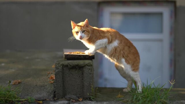 Hungry stray cat enjoying eating dry food at street given by volunteers, human care for animals and hunger prevention, feral street feline fed by people, humanity act of helping and community bond.