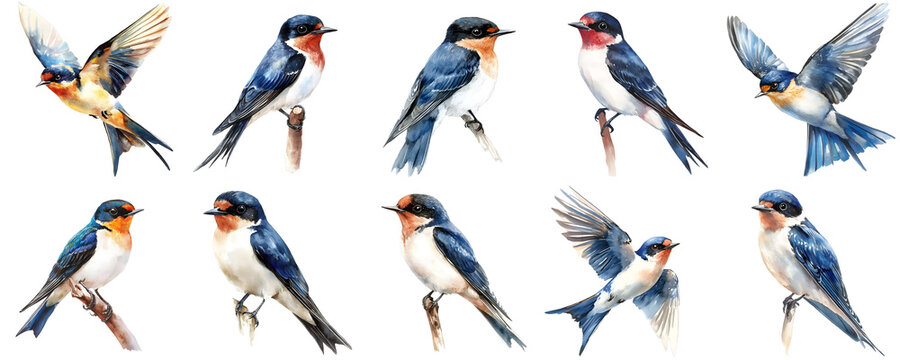Watercolor painting of barn swallows shows a variety of poses against a black backdrop